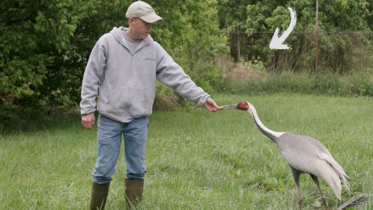 Zookeeper Chris Crowe with "Walnut," a white-naped crane
